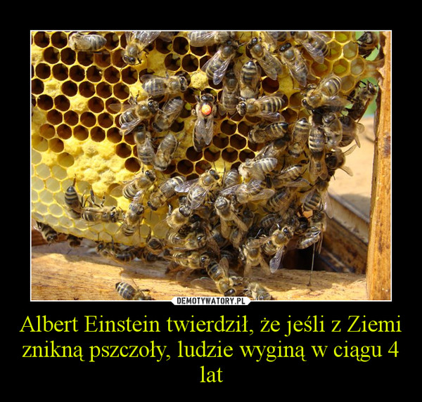 pszczoły giną